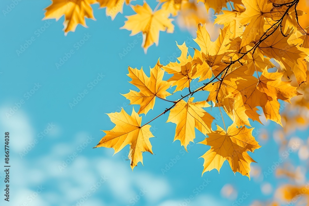 Yellow maple leaves against blue sky background. Natural autumn background. Fall season concept. Sunny day with beautiful foliage in the park. Yellow maple leaves against blue sky background. Natural autumn background. Fall season concept. Sunny day with beautiful foliage in the park.