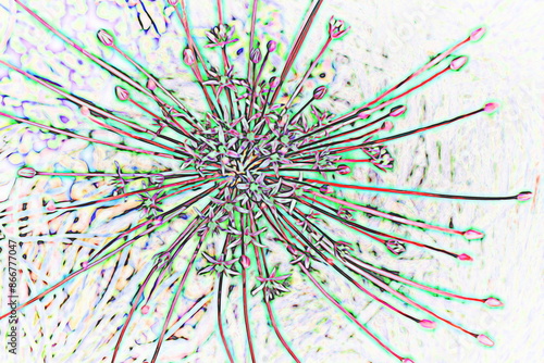 festuca glauca flower in the garden