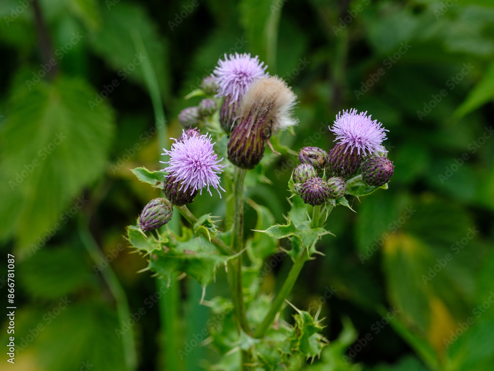 Field Thistle - Akkerdistel in de Mandjeswaard, Kampen Field Thistle - Akkerdistel in de Mandjeswaard, Kampen
