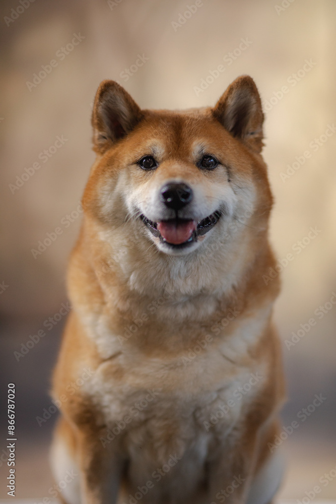 Pies Hachiko Schiba inu azjatycki