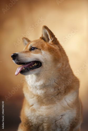 Obraz na płótnie Pies Hachiko Schiba inu azjatycki na tle w salonie