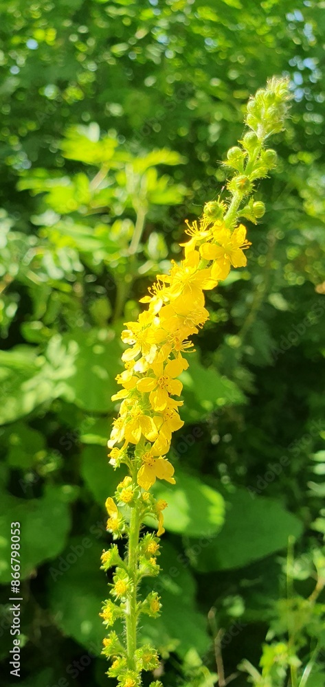 Summer beautiful flowers. Snails and beetles. Summer beautiful flowers. Snails and beetles.