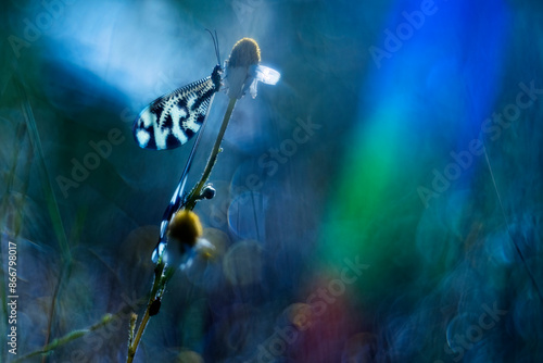 Macro close-up of nemoptera bipennis in a mystical light photo