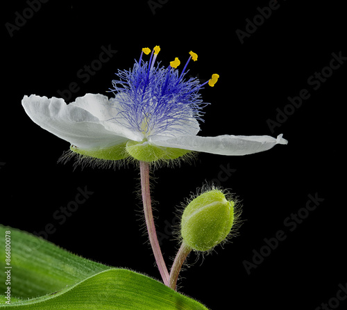 Macro view of whte spiderwort (Tradescantia x andersoniana), with open flower and flower bud. photo