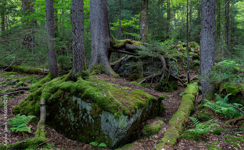 Red spruce (Picea rubens) and other trees in a remnant patch of virgin forest in the Monongahela National Forest in West Virginia. photo