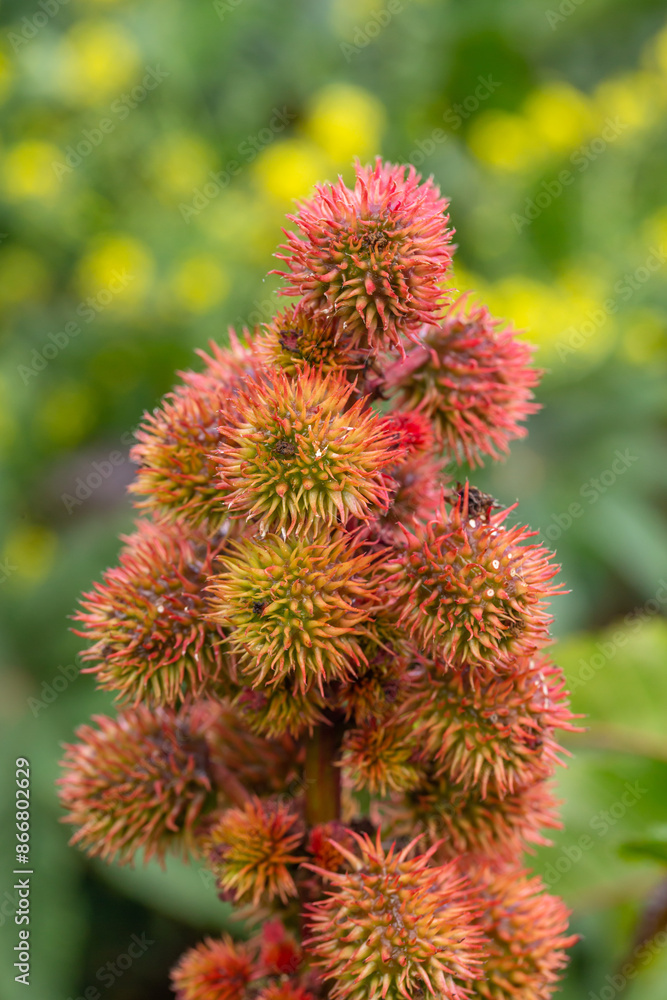 Blossom castor bean flower on a green background on a sunny summer day macro photography. Сastor oil plant close-up photo in summertime. Blossom castor bean flower on a green background on a sunny summer day macro photography. Сastor oil plant close-up photo in summertime.