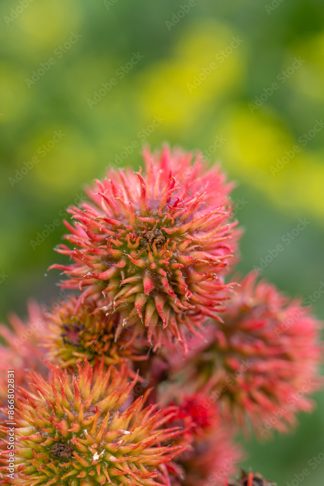 Blossom castor bean flower on a green background on a sunny summer day macro photography. Сastor oil plant close-up photo in summertime. Blossom castor bean flower on a green background on a sunny summer day macro photography. Сastor oil plant close-up photo in summertime.