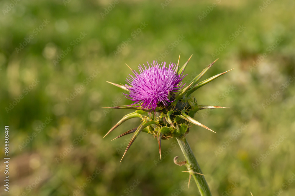 Blossom milk thistle flower on a green background on a sunny summer day macro photography. Blessed milkthistle flower with violet petals close-up photo in summertime. Blossom milk thistle flower on a green background on a sunny summer day macro photography. Blessed milkthistle flower with violet petals close-up photo in summertime.