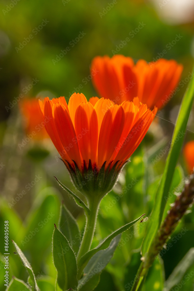 Orange pot marigold flower on a green background on a summer sunny day macro photography. Blooming ruddle flower with orange petals in summer, close-up photo.
Orange pot marigold flower on a green background on a summer sunny day macro photography. Blooming ruddle flower with orange petals in summer, close-up photo.