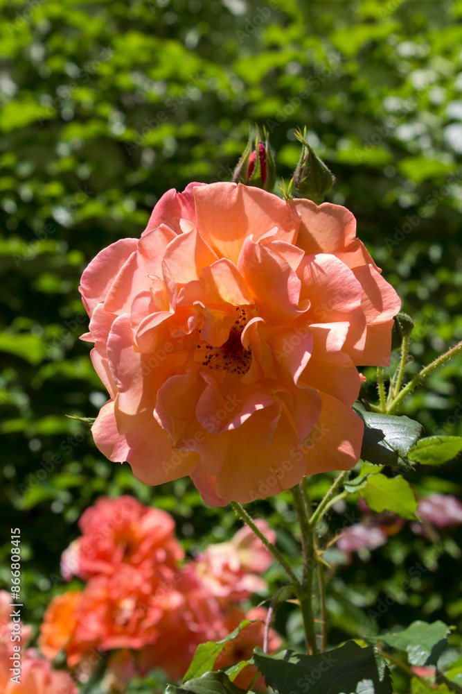 Orange rose in the summer garden. Close-up. Nature background. Orange rose in the summer garden. Close-up. Nature background.