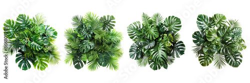 Tropical plants green leaves nature  isolated on transparent background. © Imran