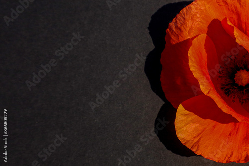 two red poppies flowers isolated on blask background.