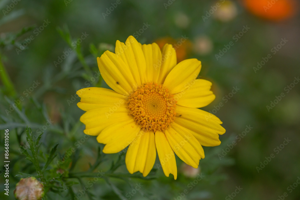 Blooming yellow daisy flower on a summer sunny day macro photo. Wildflowers with yellow petals in the meadow close-up photo. Blossom chamomile in springtime floral background Blooming yellow daisy flower on a summer sunny day macro photo. Wildflowers with yellow petals in the meadow close-up photo. Blossom chamomile in springtime floral background