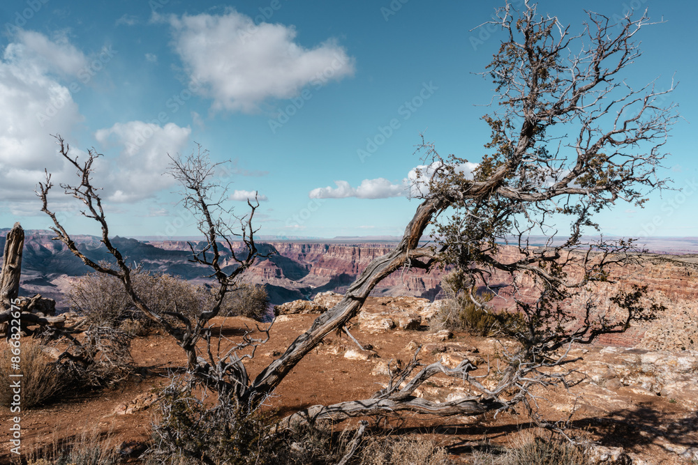 Fototapeta premium Grand Canyon Brush Two 
