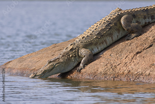 Crocodile walking on a rock; croc sliding into the water with its mouth open basking in the sun and resting; mugger crocodile from Sri Lanka	 photo