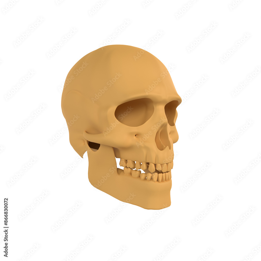 Obraz premium human skull isolated on transparent