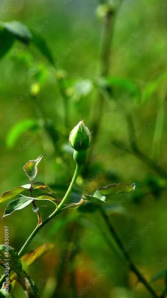 Beautiful shot of White rose Flower Buds in nature Beautiful shot of White rose Flower Buds in nature