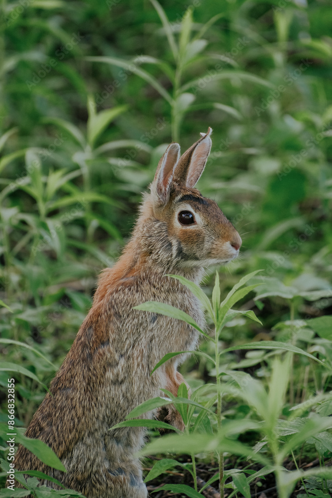 Fototapeta premium rabbit in the woods