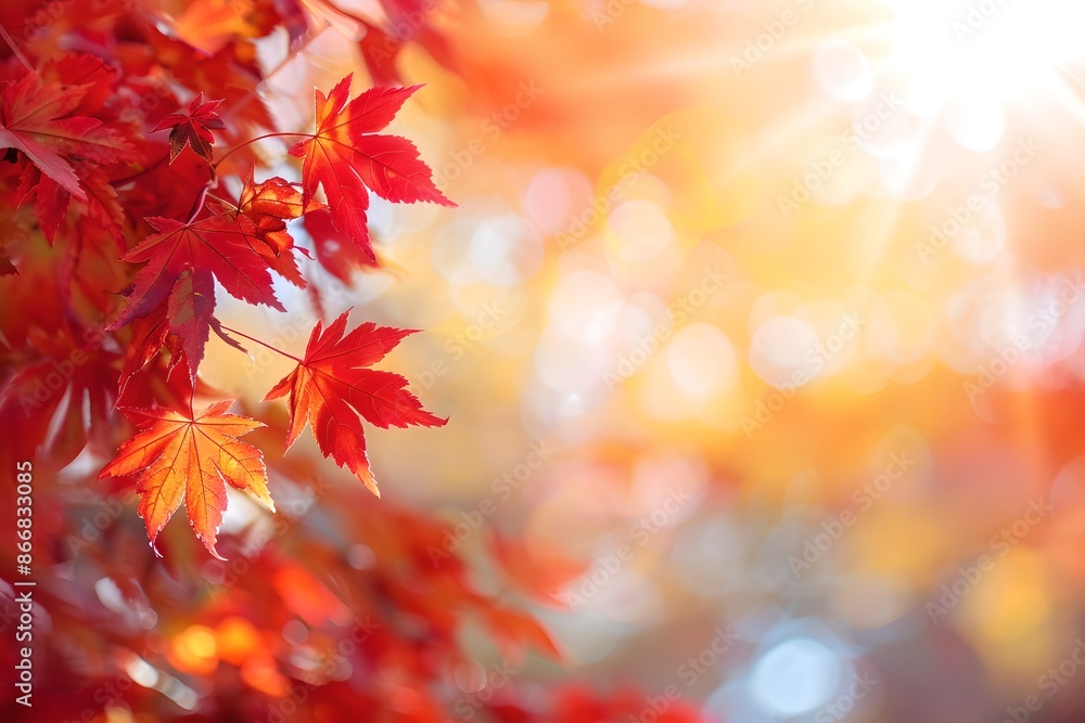 Red maple leaves in sunlight on blurred background. Natural autumn background. Fall season concept. Sunny day with beautiful red foliage in the park. Banner with copy space Red maple leaves in sunlight on blurred background. Natural autumn background. Fall season concept. Sunny day with beautiful red foliage in the park. Banner with copy space