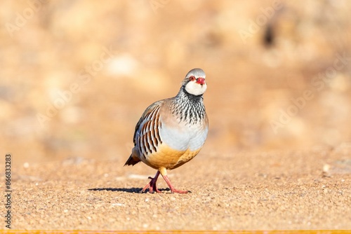 Close-up of a colorful Alectoris rufa foraging on a gravel path in natural sunlight