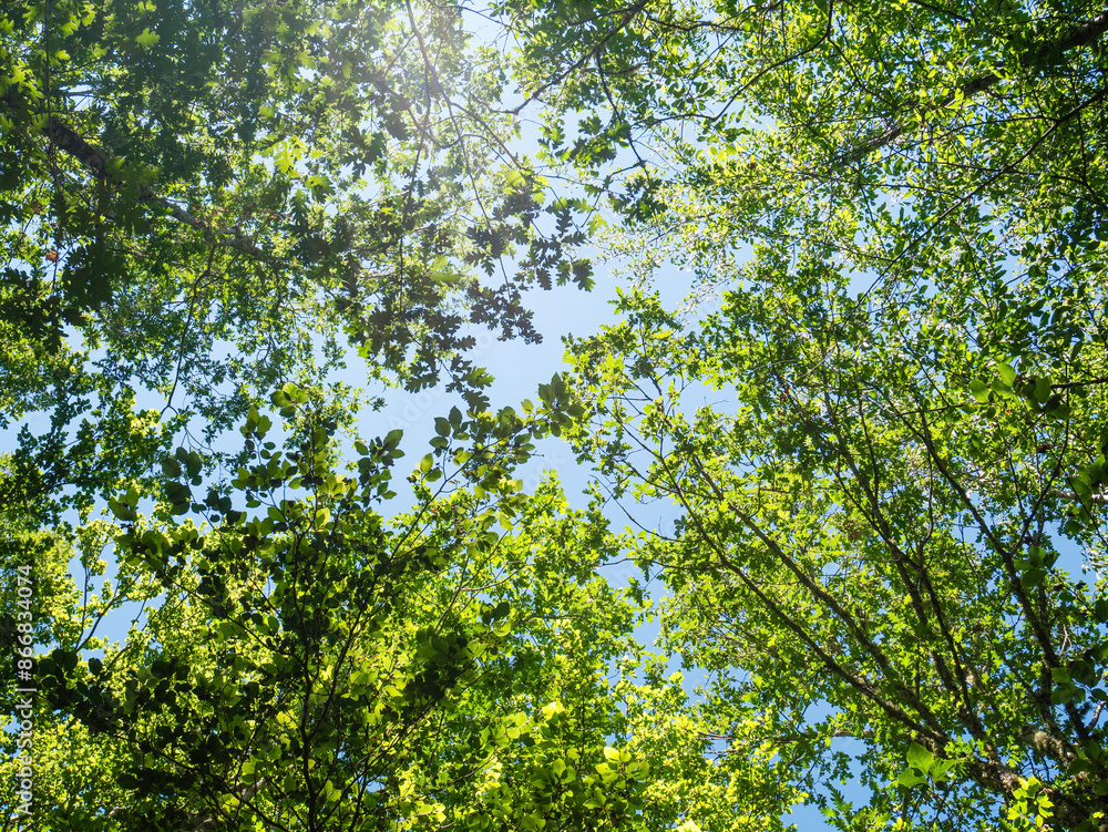 Green forest on blue sky background on a sunny day Green forest on blue sky background on a sunny day