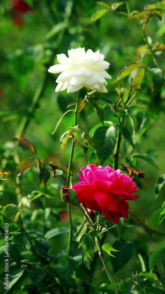 Beautiful shot of White roses and red roses in nature Beautiful shot of White roses and red roses in nature