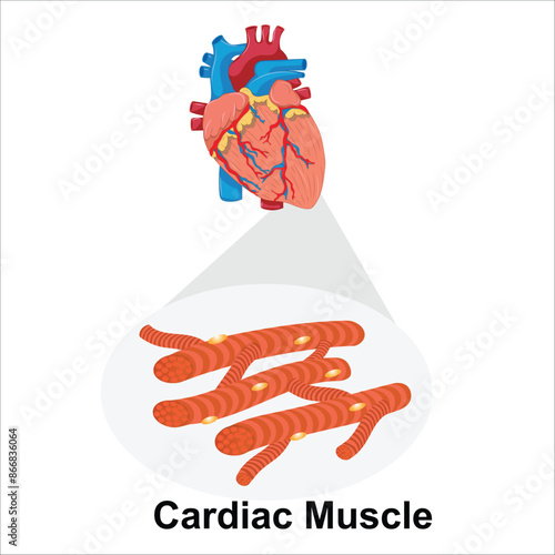 cardiac muscle vector