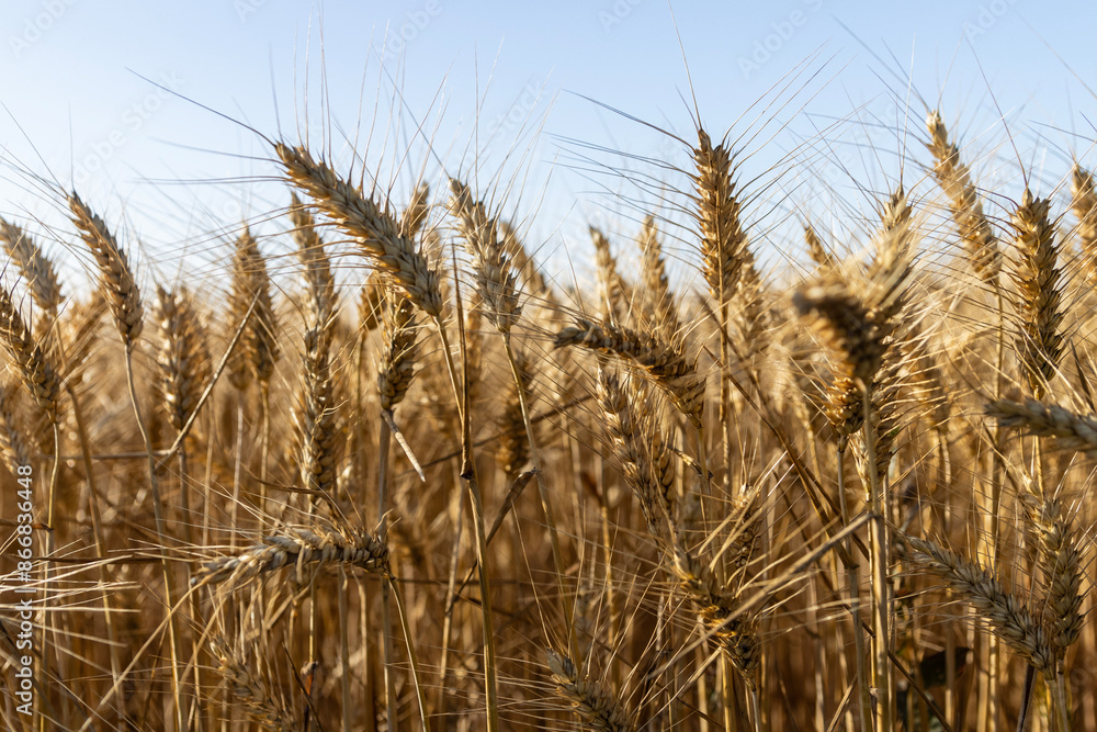 Close-up showing a sea of mature wheat stalks in a warm golden brown color. The stalks bend slightly under the weight of the heads full of wheat, creating a wave as the breeze blows across the field Close-up showing a sea of mature wheat stalks in a warm golden brown color. The stalks bend slightly under the weight of the heads full of wheat, creating a wave as the breeze blows across the field