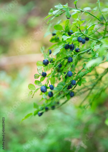 blueberries in a bush