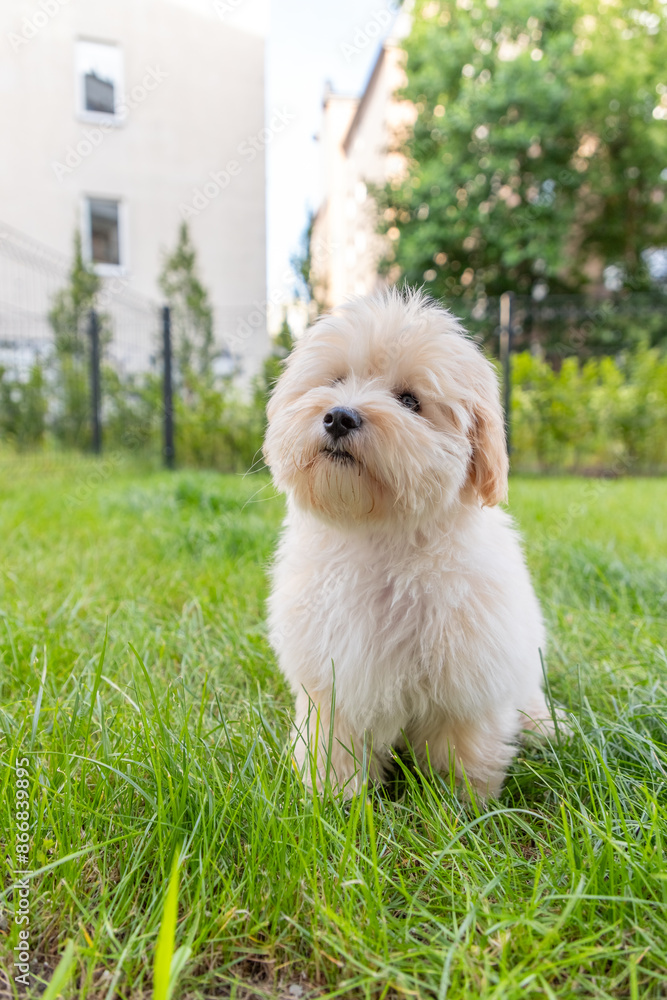 cute white maltipoo puppy playing on the lawn in the city in the evening in summer cute white maltipoo puppy playing on the lawn in the city in the evening in summer