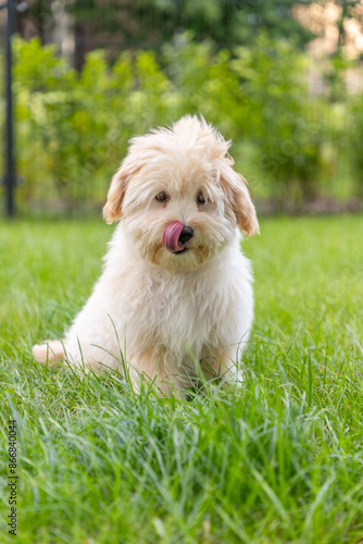 cute white maltipoo puppy playing on the lawn in the city in the evening in summer