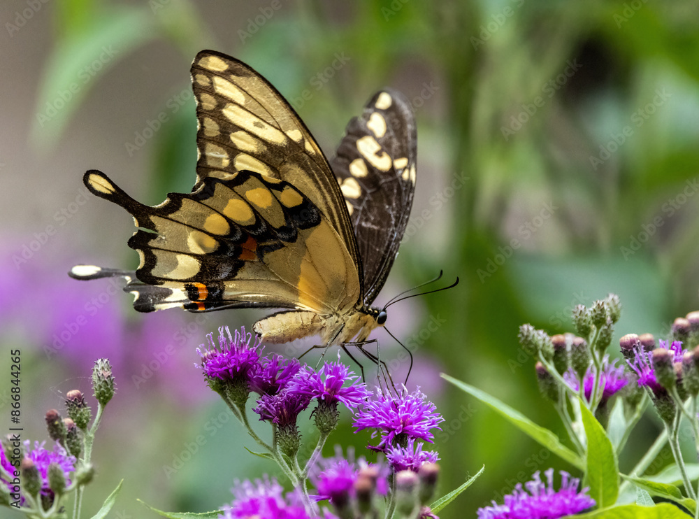 A Giant Swallowtail Butterfly nectaring on native Tall Ironweed. A Giant Swallowtail Butterfly nectaring on native Tall Ironweed.