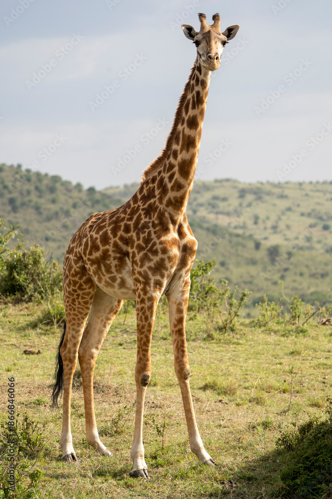 Fototapeta premium giraffe in the savannah