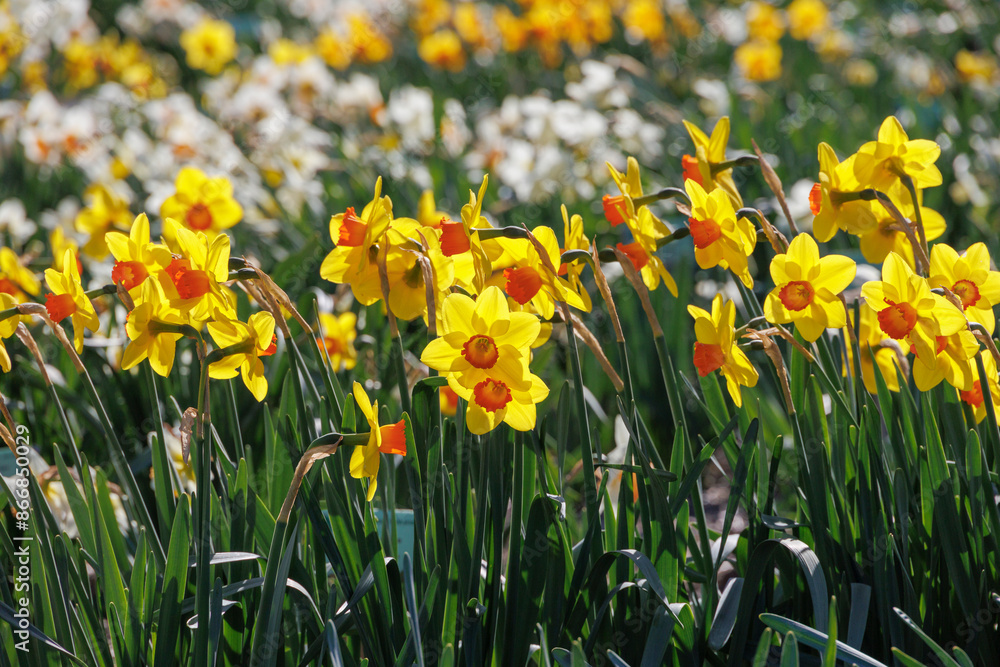 Fototapeta premium A field with various daffodils in bloom in spring in the Netherlands, Limmen, 28 March 2024