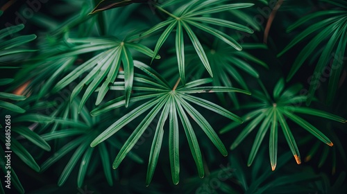 Abstract natural tropical plant background Selective focus