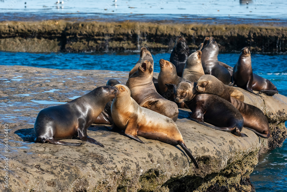 Fototapeta premium South American Sea Lion , .Peninsula Valdes ,Chubut,Patagonia, Argentina