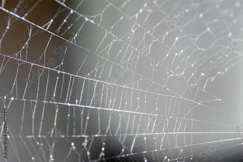 spider web with dew drops