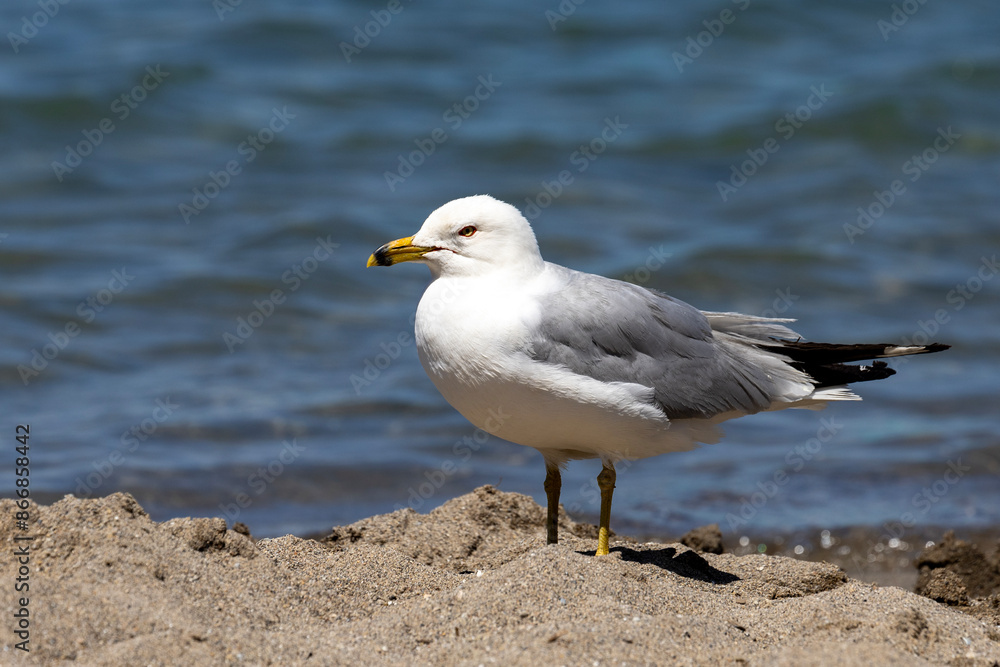 Seagull Seagull