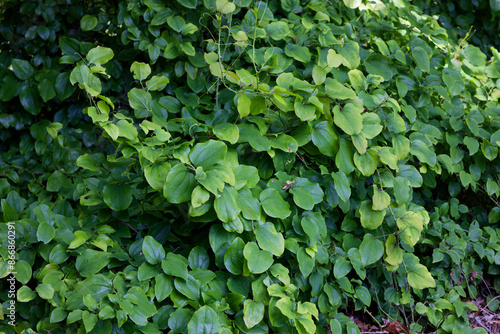 Wallpaper Mural Bush overgrown with liana
 climbs other plants using green tendrils growing out of the petioles. Torontodigital.ca