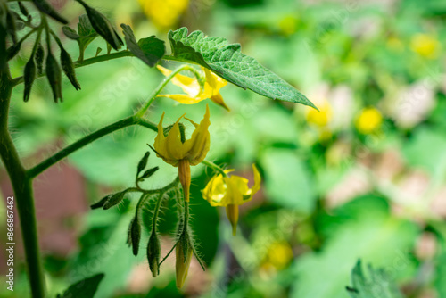 Wallpaper Mural Close up view of cherry tomato blossoms in a patio garden. Torontodigital.ca