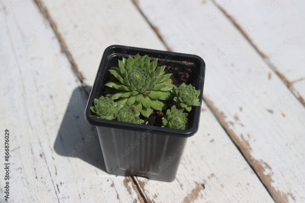 Naklejka premium rojnik Sempervivum x funckii