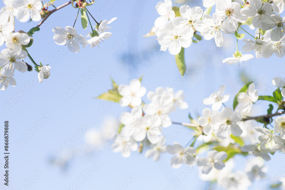 White Cherry Blossoms Branching Against a Blue Sky on a Sunny Day White Cherry Blossoms Branching Against a Blue Sky on a Sunny Day