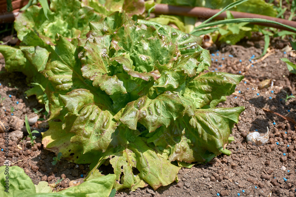 Fototapeta premium Green Elegance: Summer Marvel Lettuce Leaves Glistening in Sunlight
