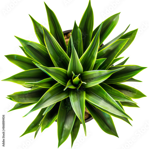 High-quality top view of vibrant green agave succulent plant with pointed leaves cut out png on transparent background photo