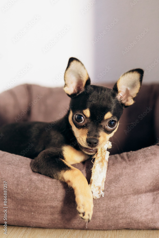 A Chihuahua dog sits in a booth and chews on a bone. A Chihuahua dog sits in a booth and chews on a bone.