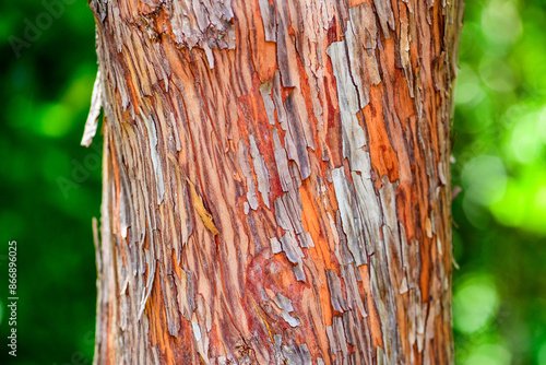 Corteza rojiza, tronco de árbol photo