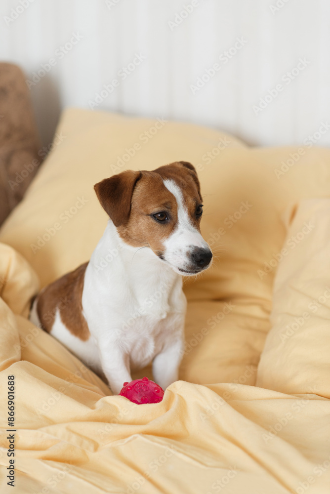 Cute Jack Russell Terrier dog laying on a yellow bed at home Cute Jack Russell Terrier dog laying on a yellow bed at home