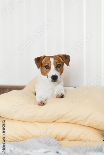 Cute Jack Russell Terrier dog laying on a yellow bed at home