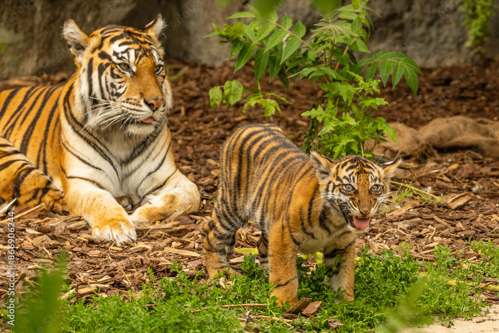 Tiger cubs playing with his mother,sumatra tiger Panthera tigris Tiger cubs playing with his mother,sumatra tiger Panthera tigris