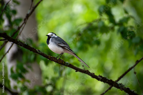 Close-up of a Pied Wagtail bird perched on a branch with lush green leaves blurred in the background. © Ya